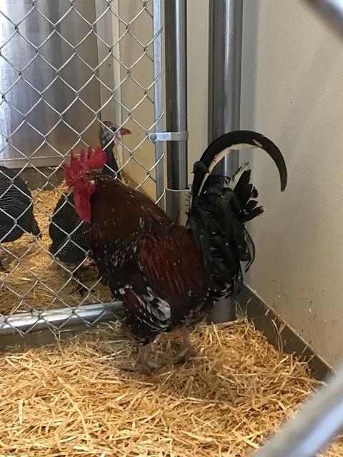 Enlarge PRIETO, a Adoptable Chicken in Brighton, CO image 1/1