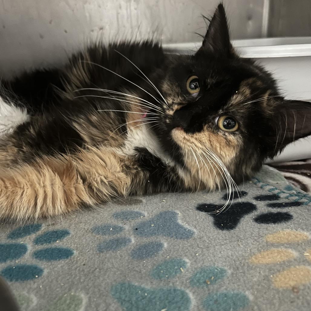 Blaire — thumbnail 2