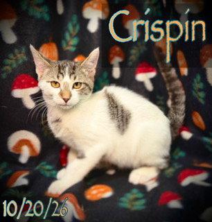 Crispin, Adoptable, Young Male Domestic Short Hair.