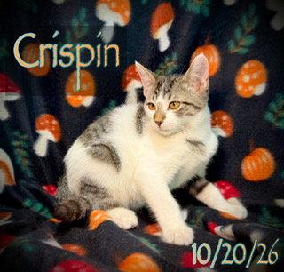 Enlarge Crispin, a Adoptable Domestic Short Hair in Pleasanton, TX image 2/3