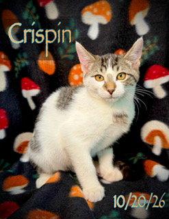 Enlarge Crispin, a Adoptable Domestic Short Hair in Pleasanton, TX image 3/3