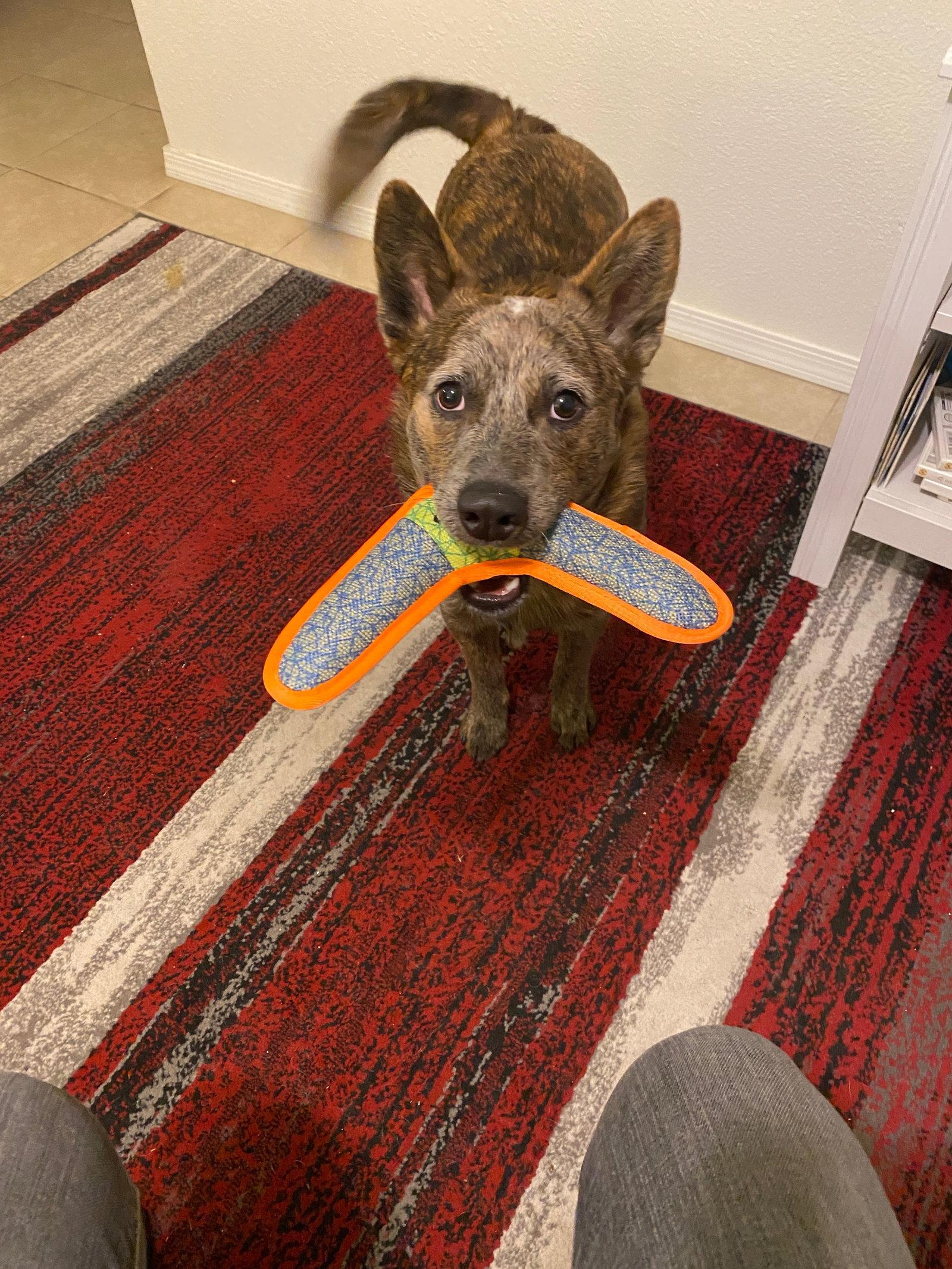 SOKKA #2, Adoptable, Adult Male Cattle Dog.