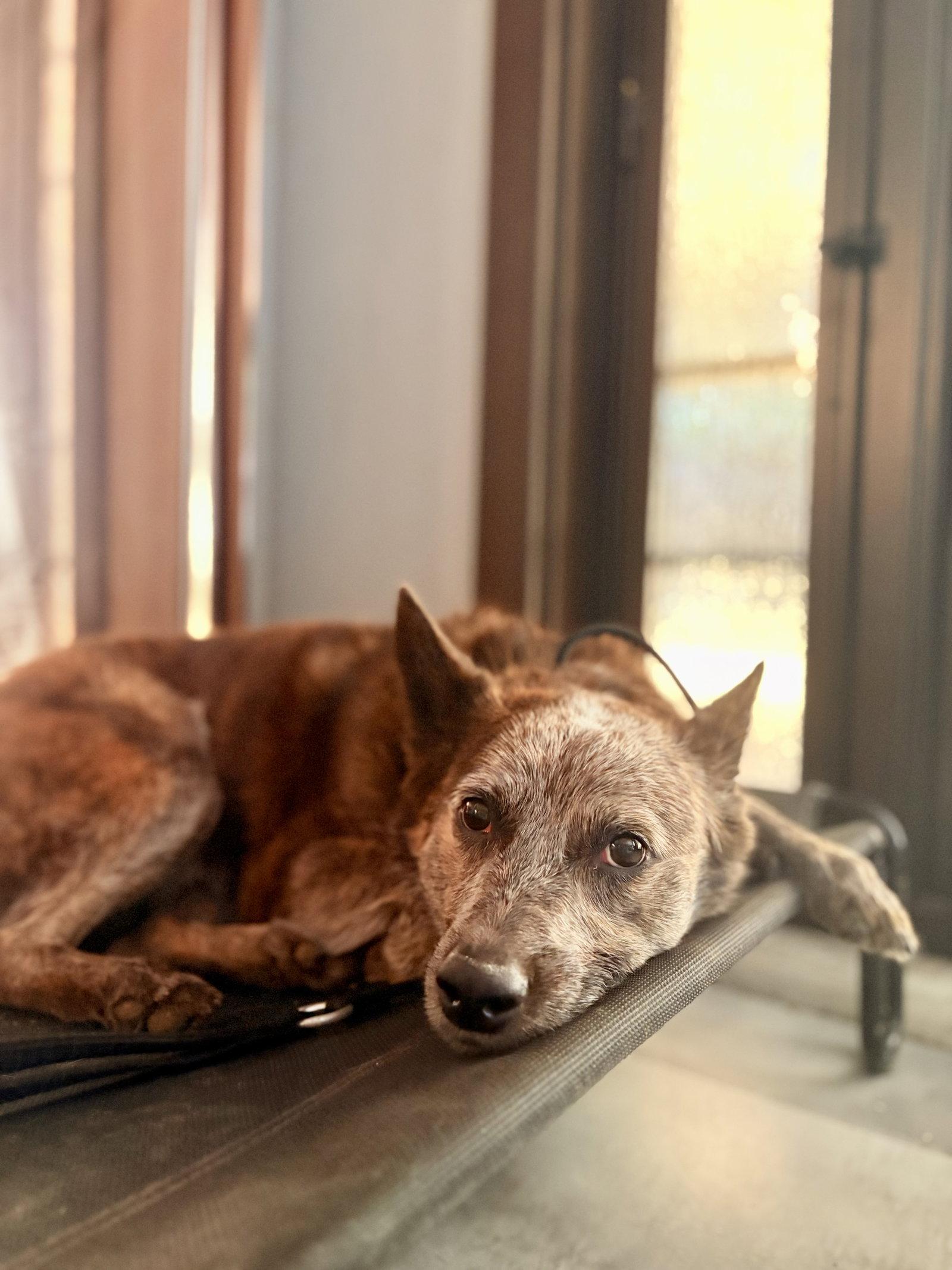 Enlarge SOKKA #2, a Adoptable Cattle Dog in Chandler, AZ image 2/3