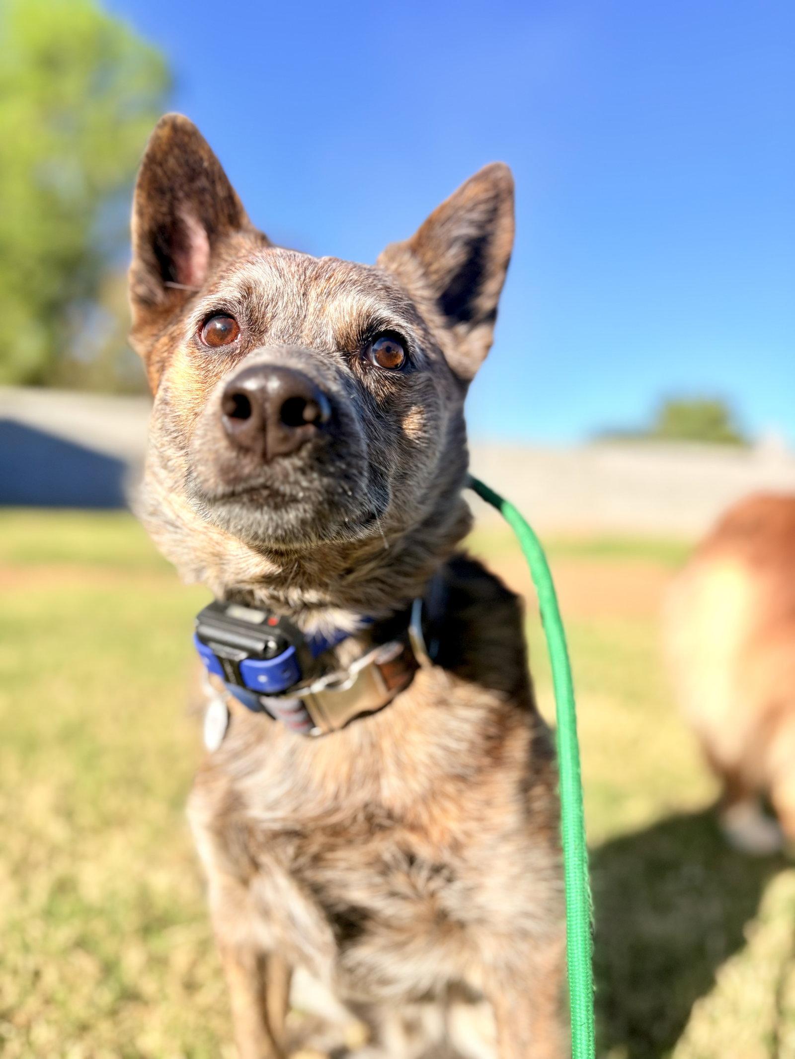 Enlarge SOKKA #2, a Adoptable Cattle Dog in Chandler, AZ image 3/3