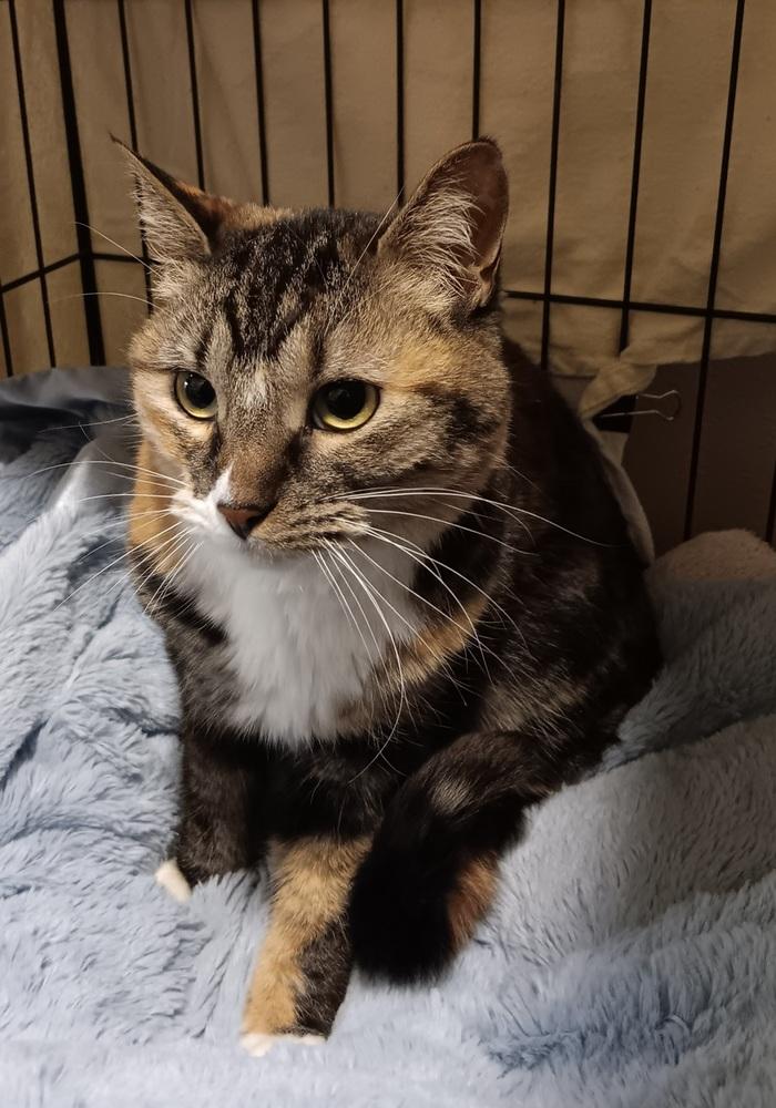 Enlarge Gizmo, a Adoptable mixed breed in Challis, ID image 4/5