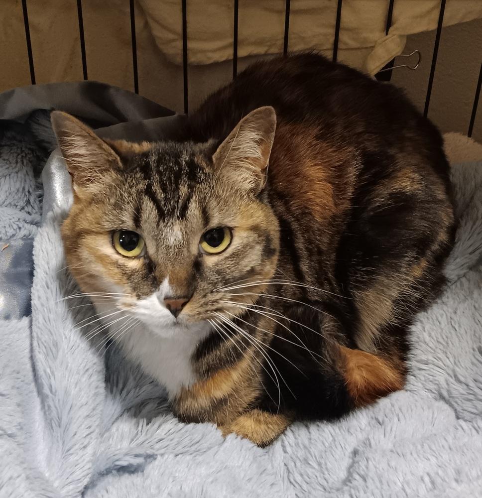Enlarge Gizmo, a Adoptable mixed breed in Challis, ID image 5/5