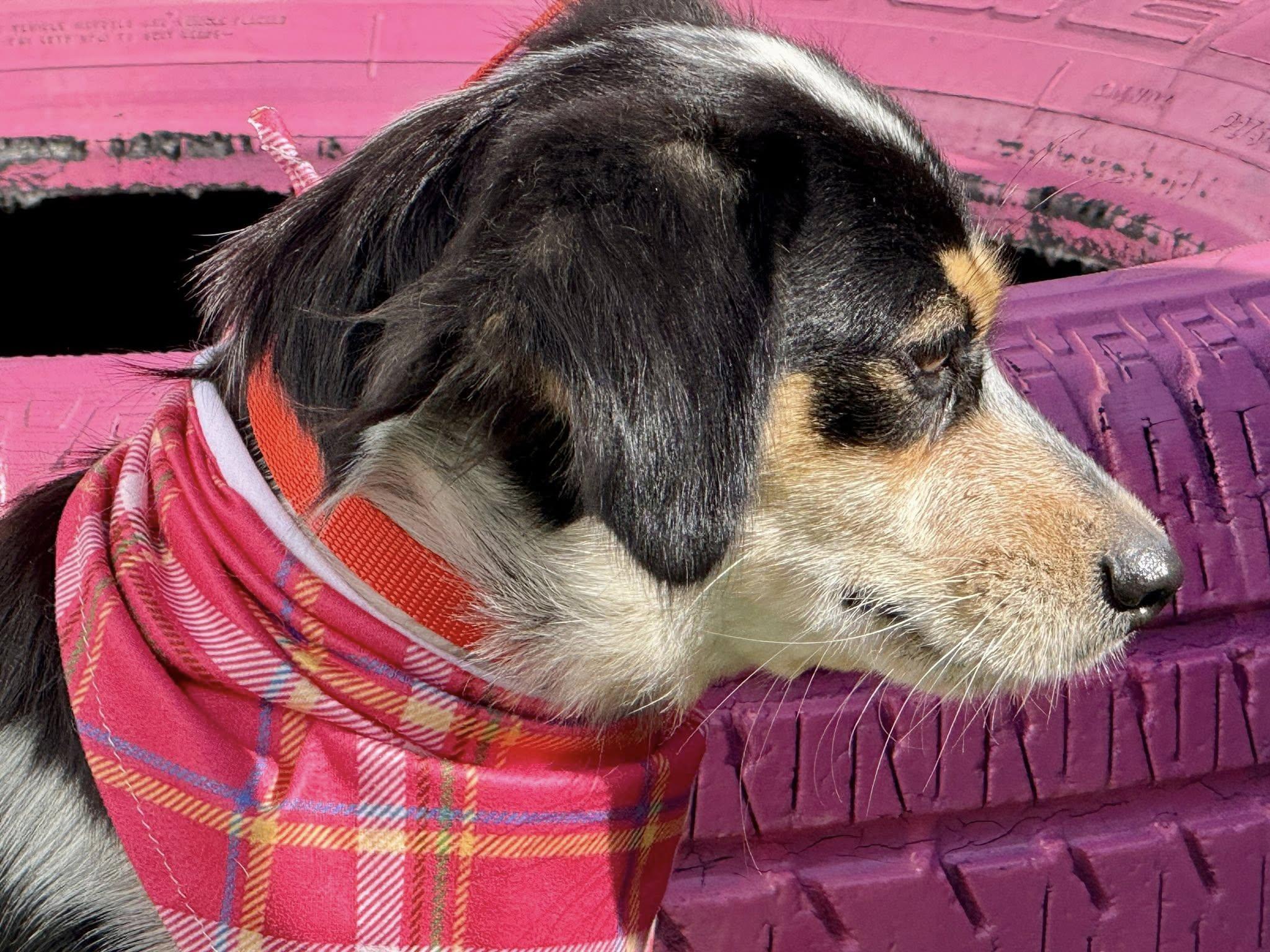 Enlarge Sonya - Friendly Chihuahua girl, a Adoptable mixed breed in Austin, TX image 5/6