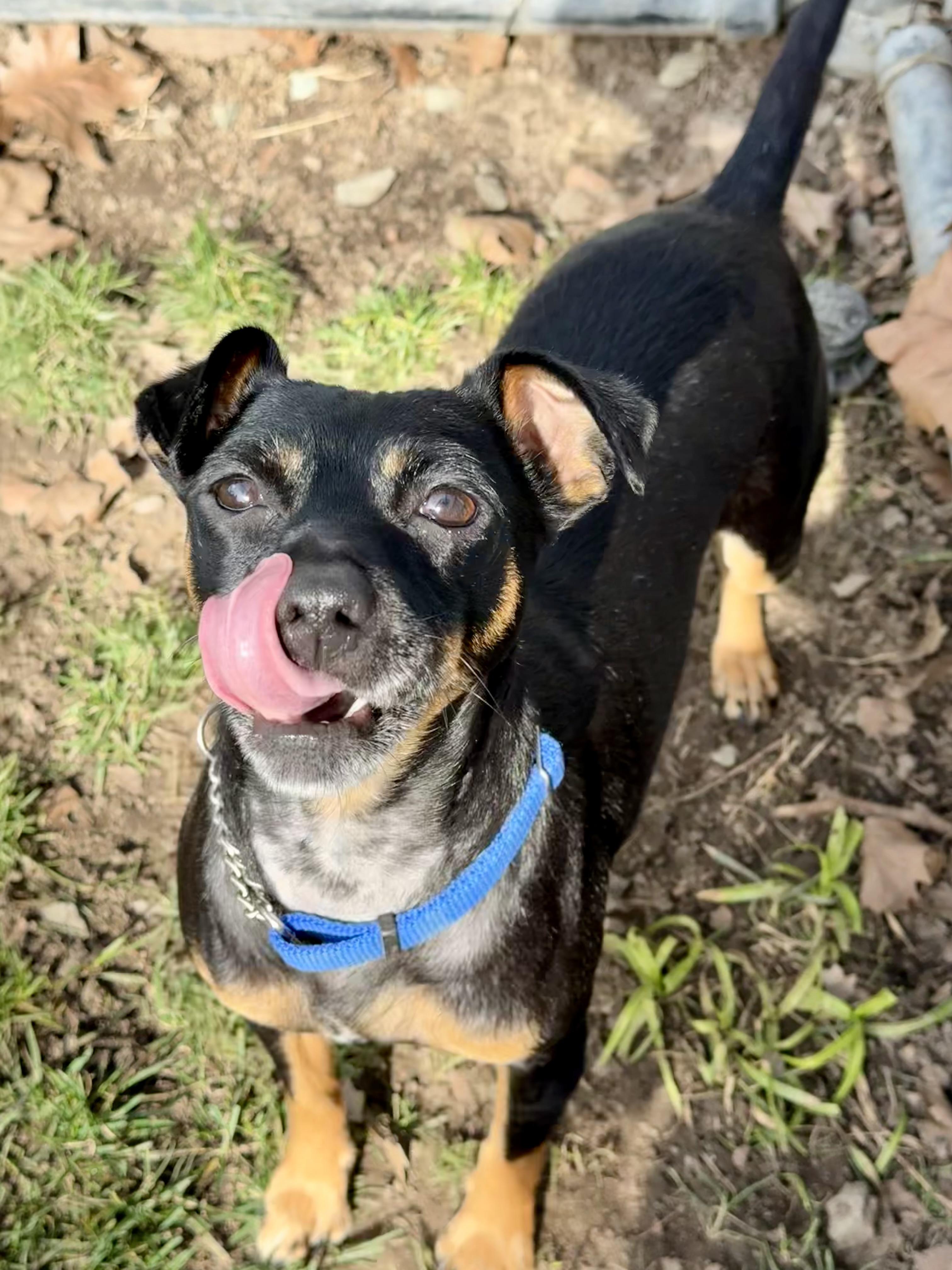 Enlarge Coco, an adopted Miniature Pinscher in Lodi, CA image 2/5