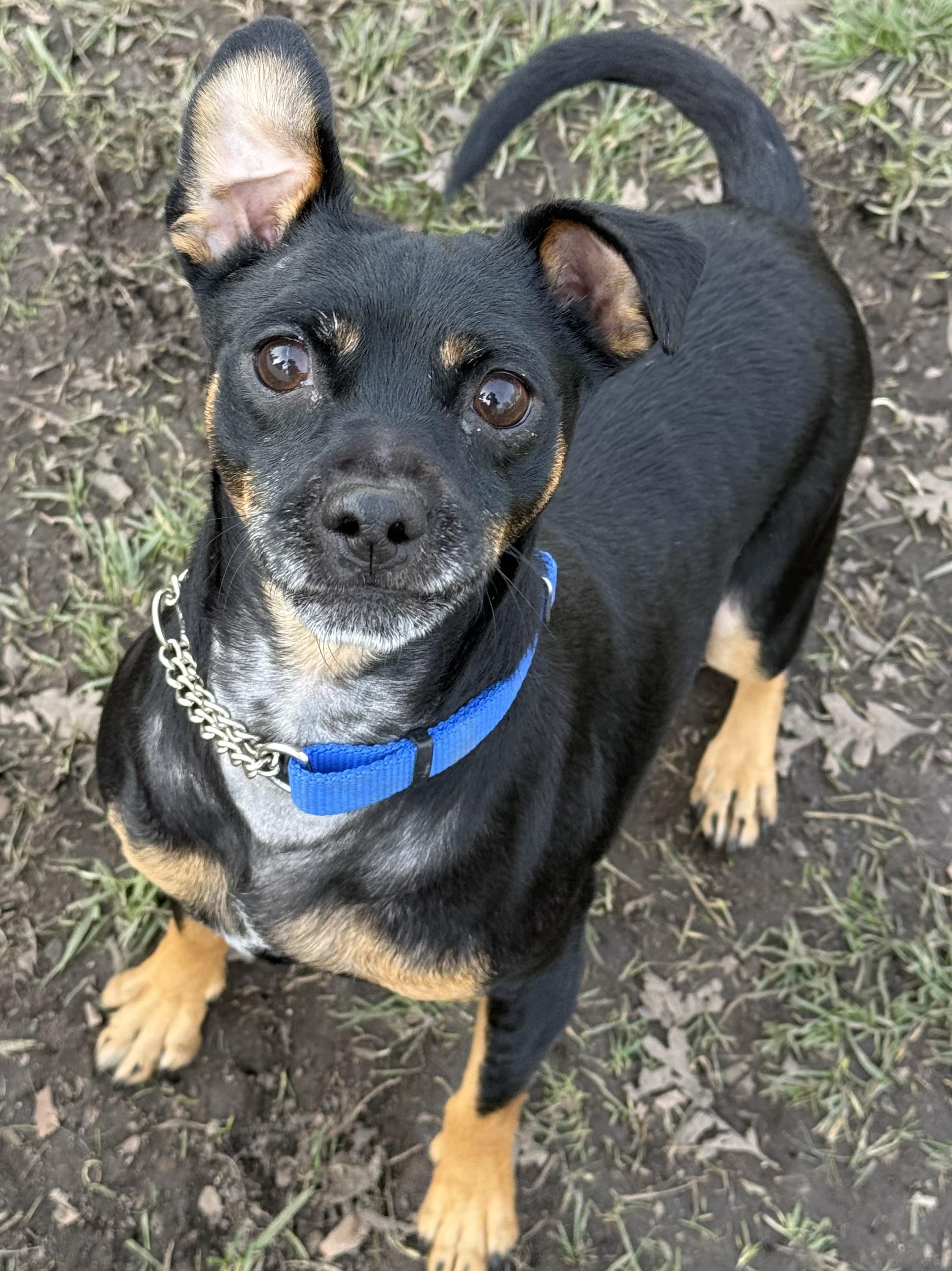 Enlarge Coco, an adopted Miniature Pinscher in Lodi, CA image 1/5