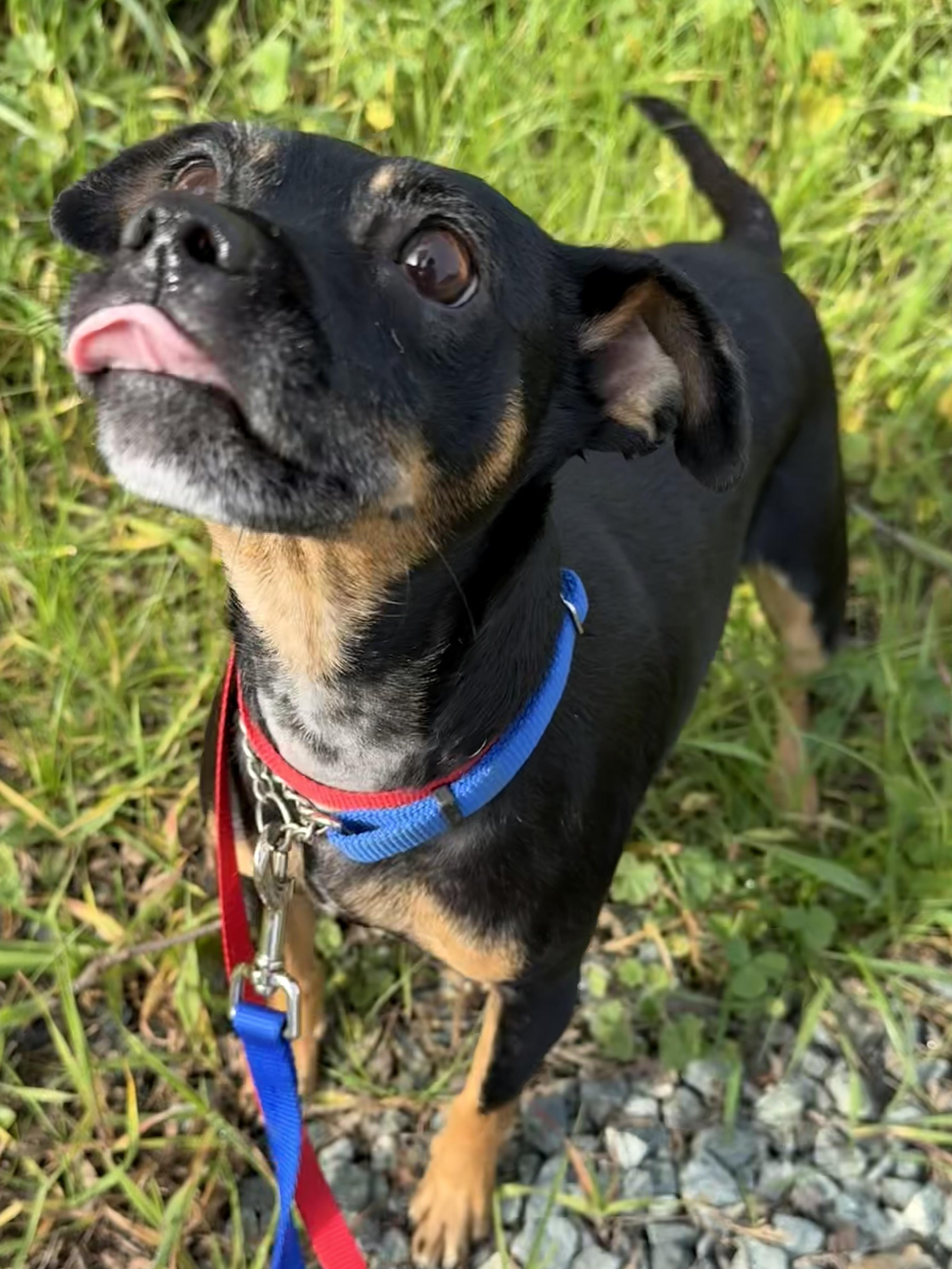 Enlarge Coco, an adopted Miniature Pinscher in Lodi, CA image 5/5