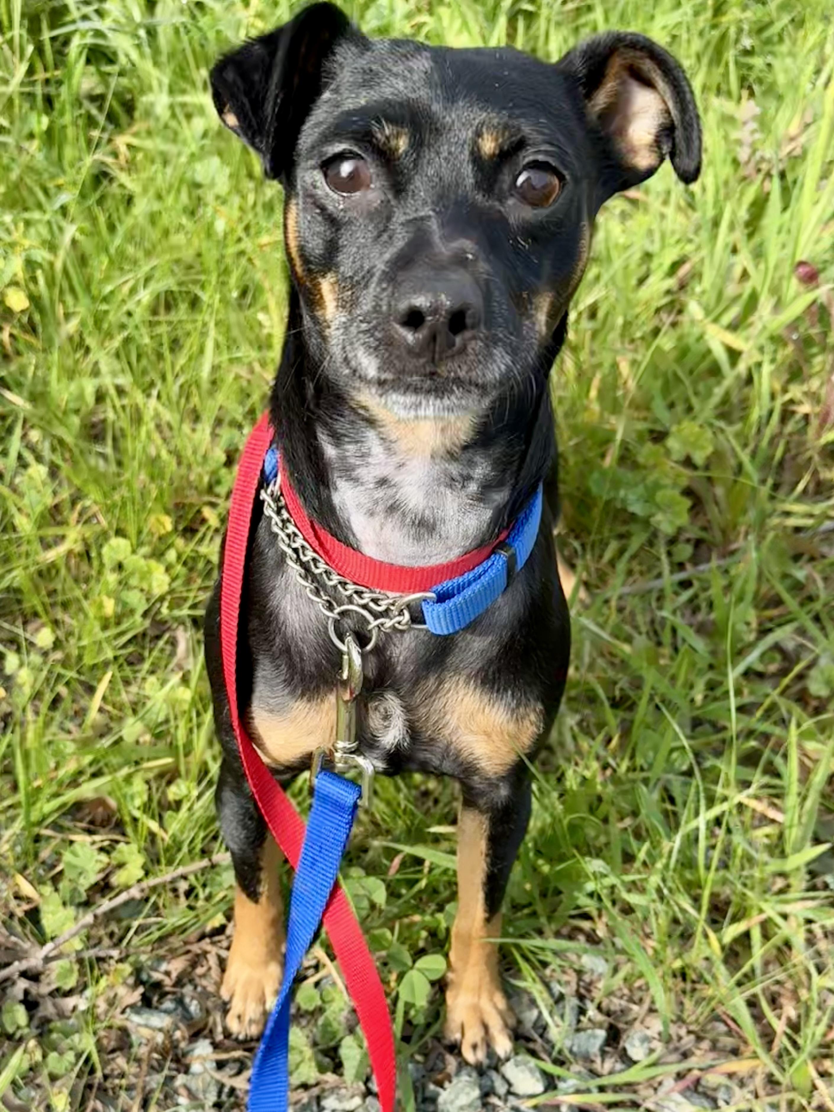 Enlarge Coco, an adopted Miniature Pinscher in Lodi, CA image 4/5