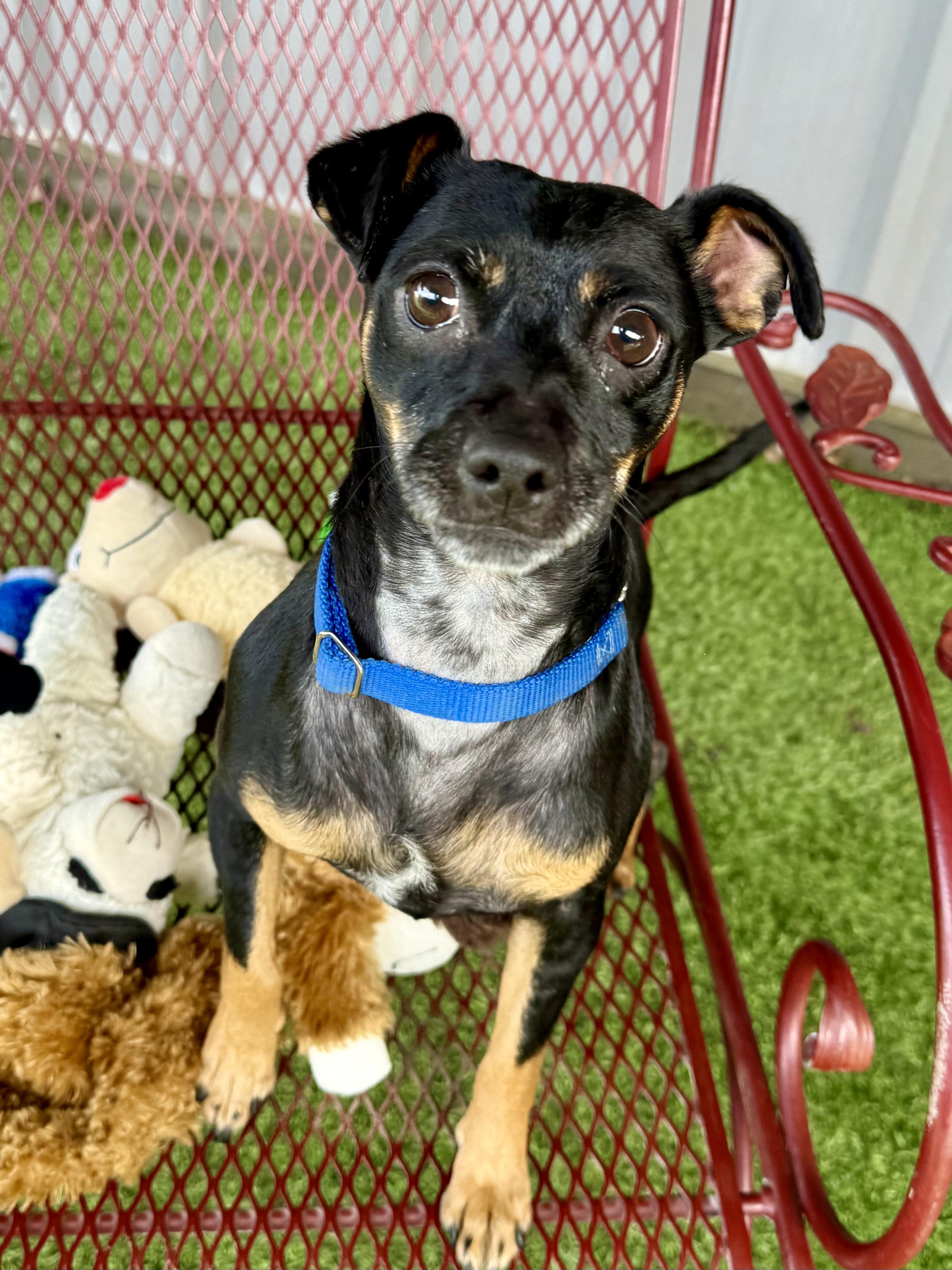 Enlarge Coco, an adopted Miniature Pinscher in Lodi, CA image 3/5