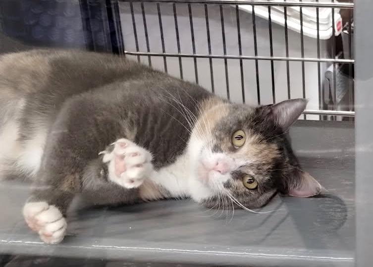 Mazzi, a Adoptable Domestic Short Hair in Albemarle, NC image 1/3