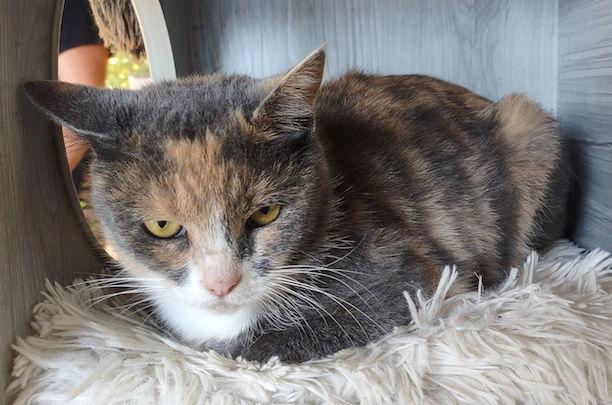 Mazzi, a Adoptable Domestic Short Hair in Albemarle, NC image 3/3