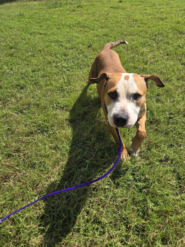DA 10 Tobias, Adoptable, Adult Male Pit Bull Terrier.