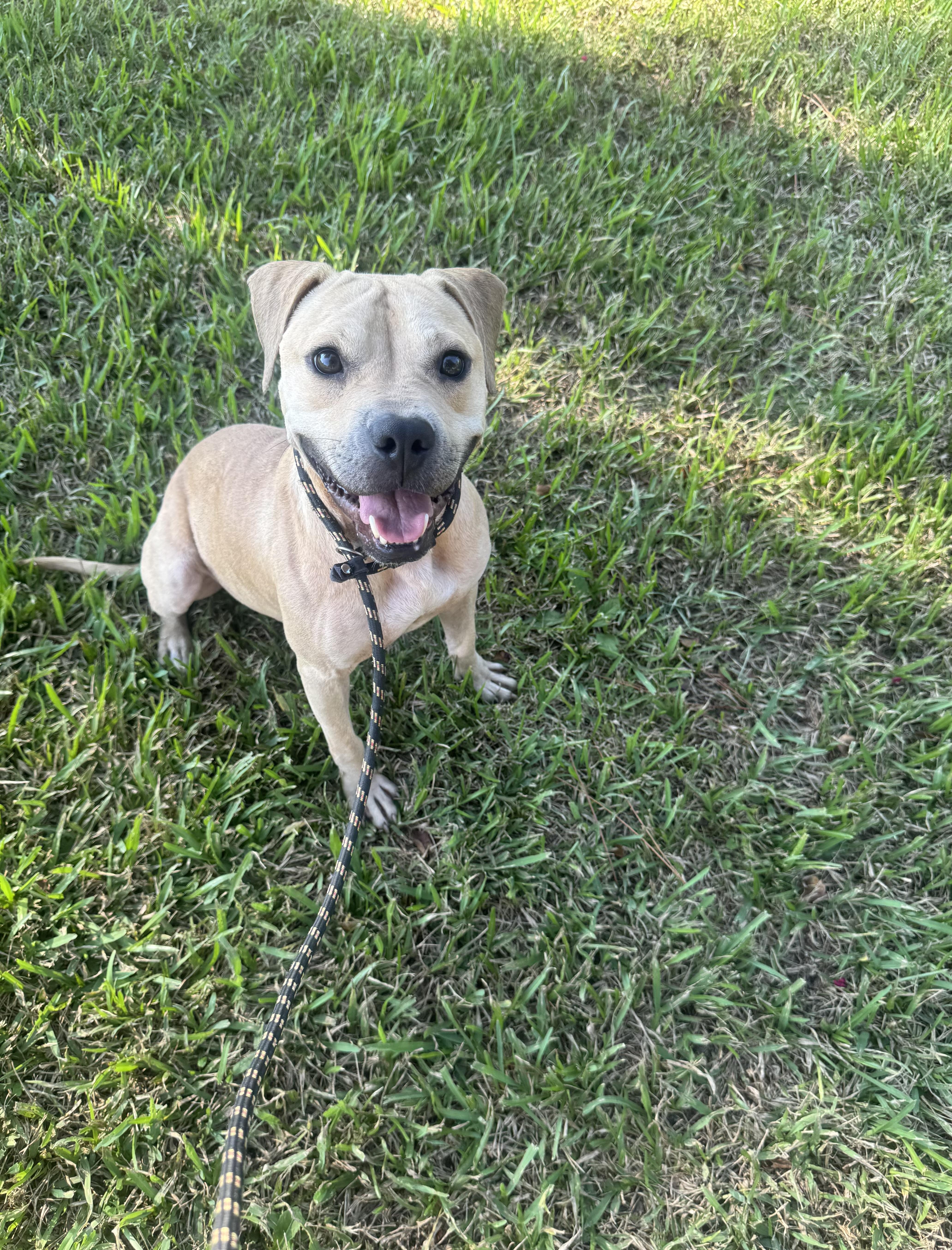 Enlarge Jimmy, a Adopted Mixed Breed in Myrtle Beach, SC image 2/3