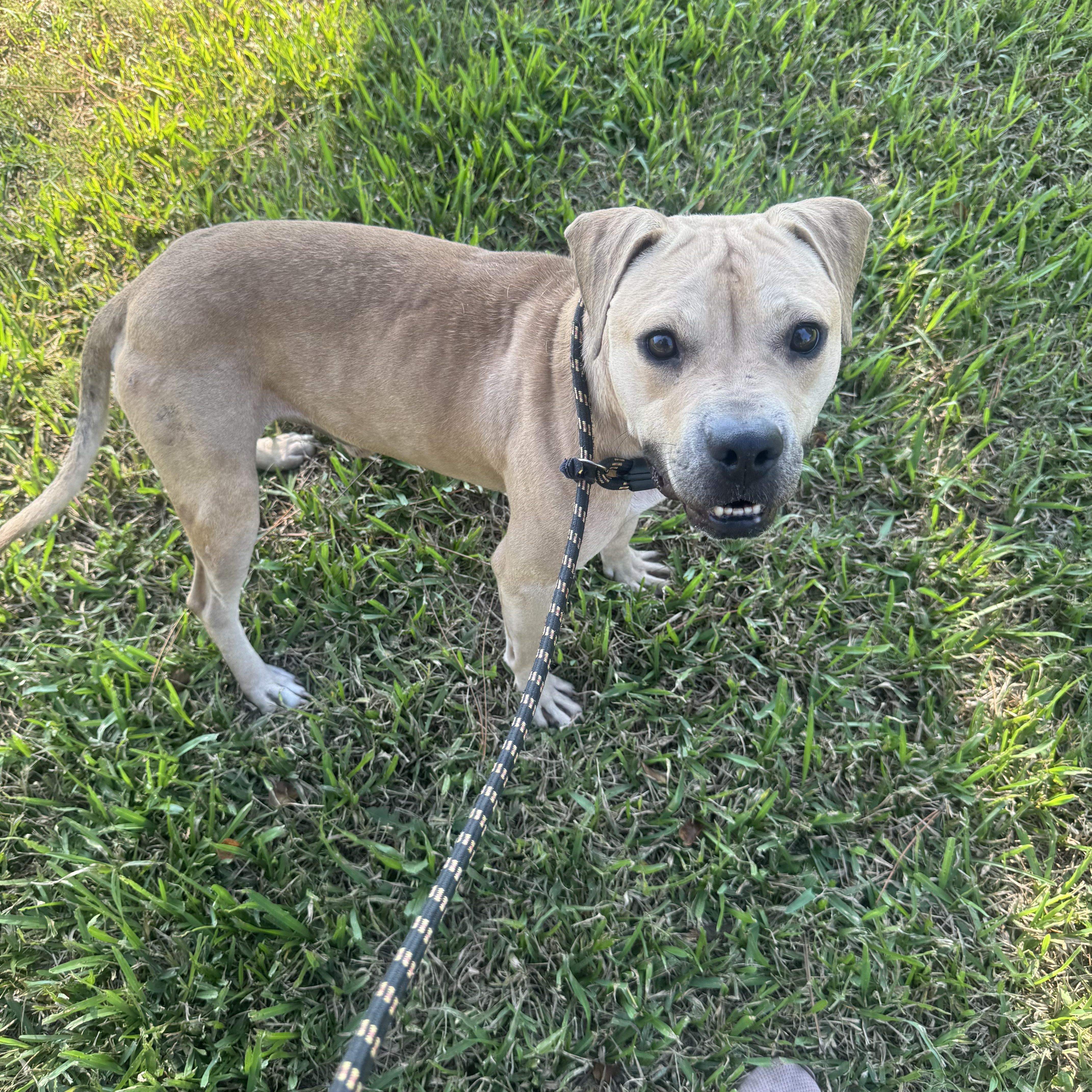 Jimmy, Adopted, Adult Male Mixed Breed.
