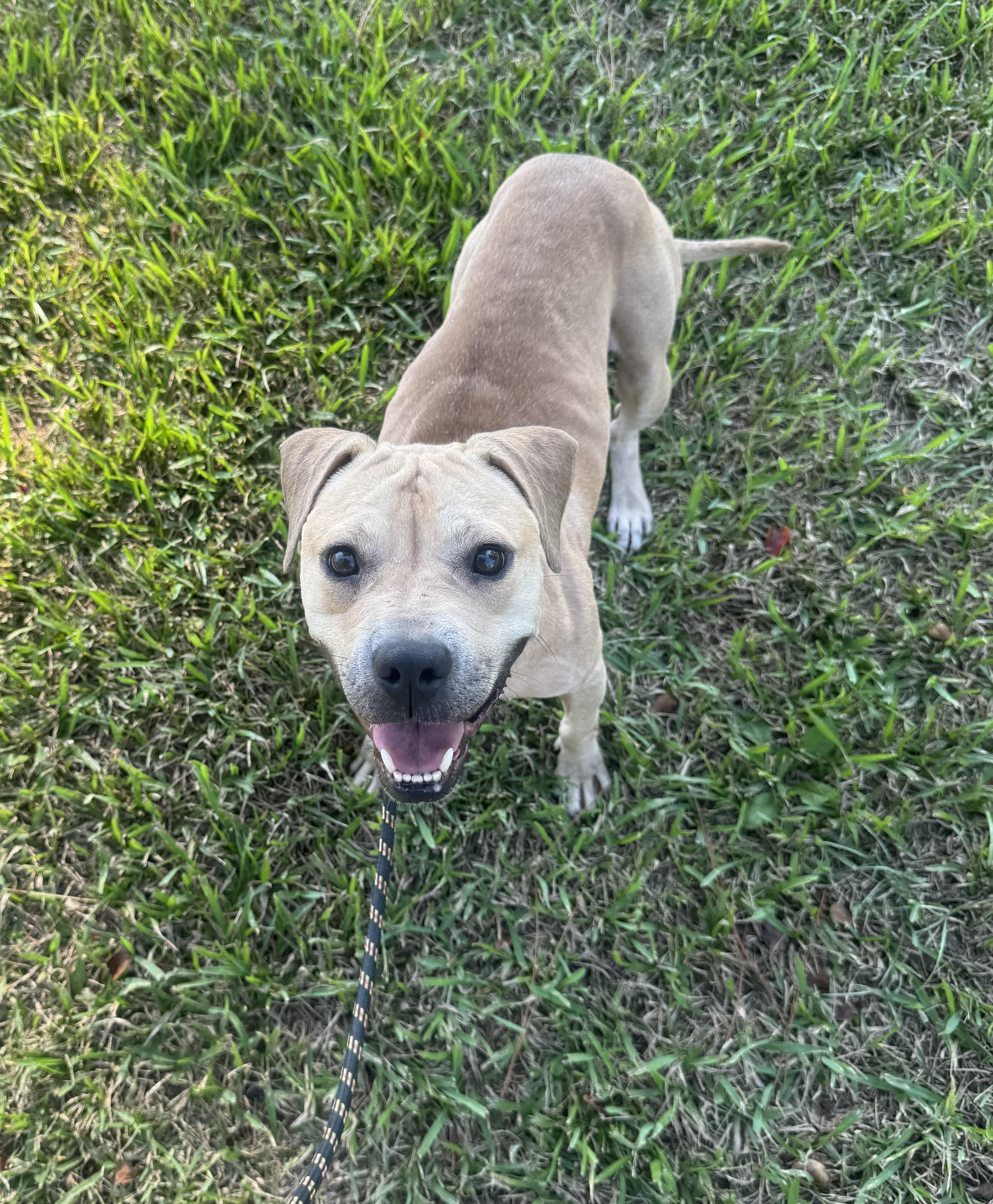 Enlarge Jimmy, a Adopted Mixed Breed in Myrtle Beach, SC image 3/3
