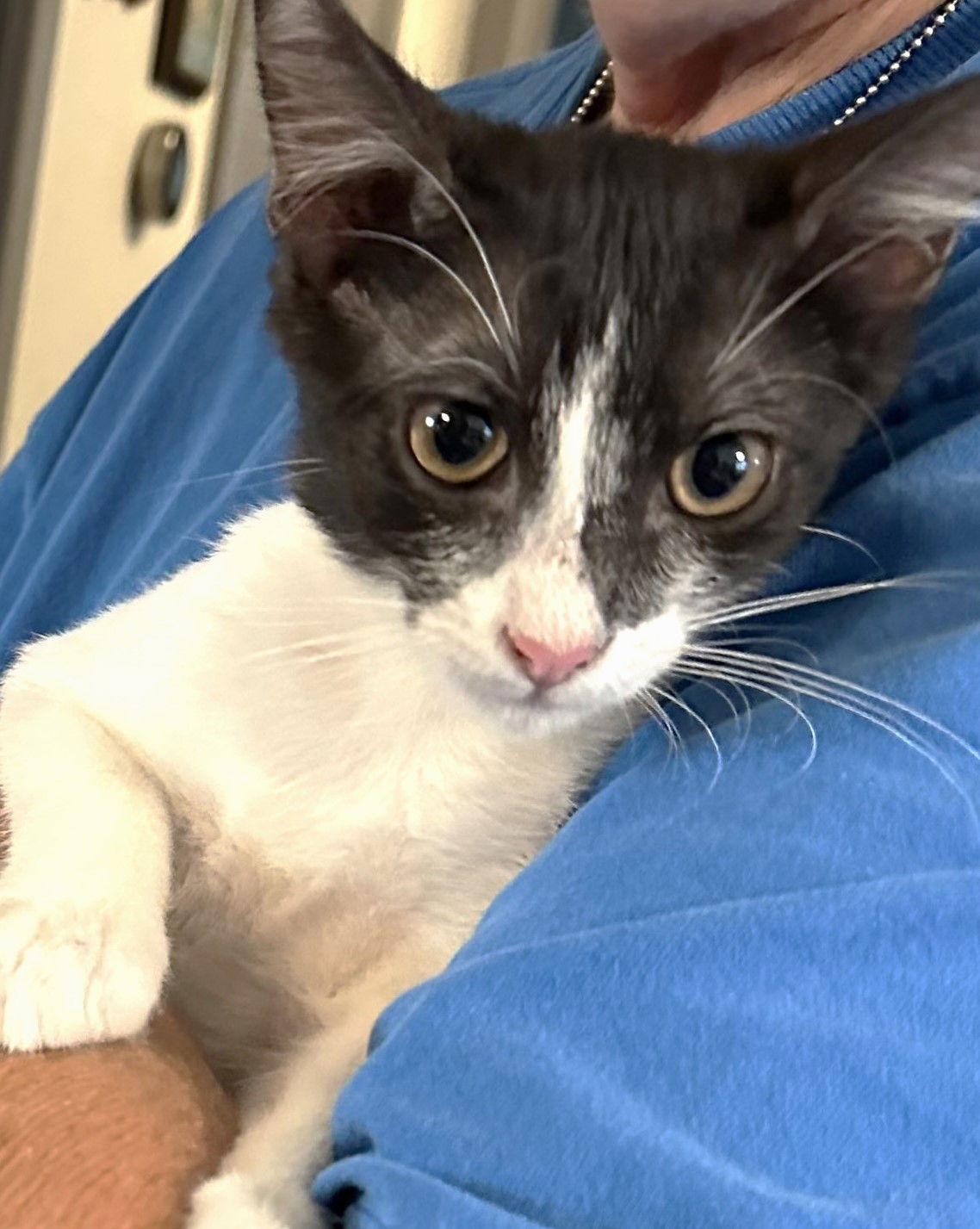 Enlarge Alf, a Adoptable Domestic Short Hair in Plano, TX image 1/3