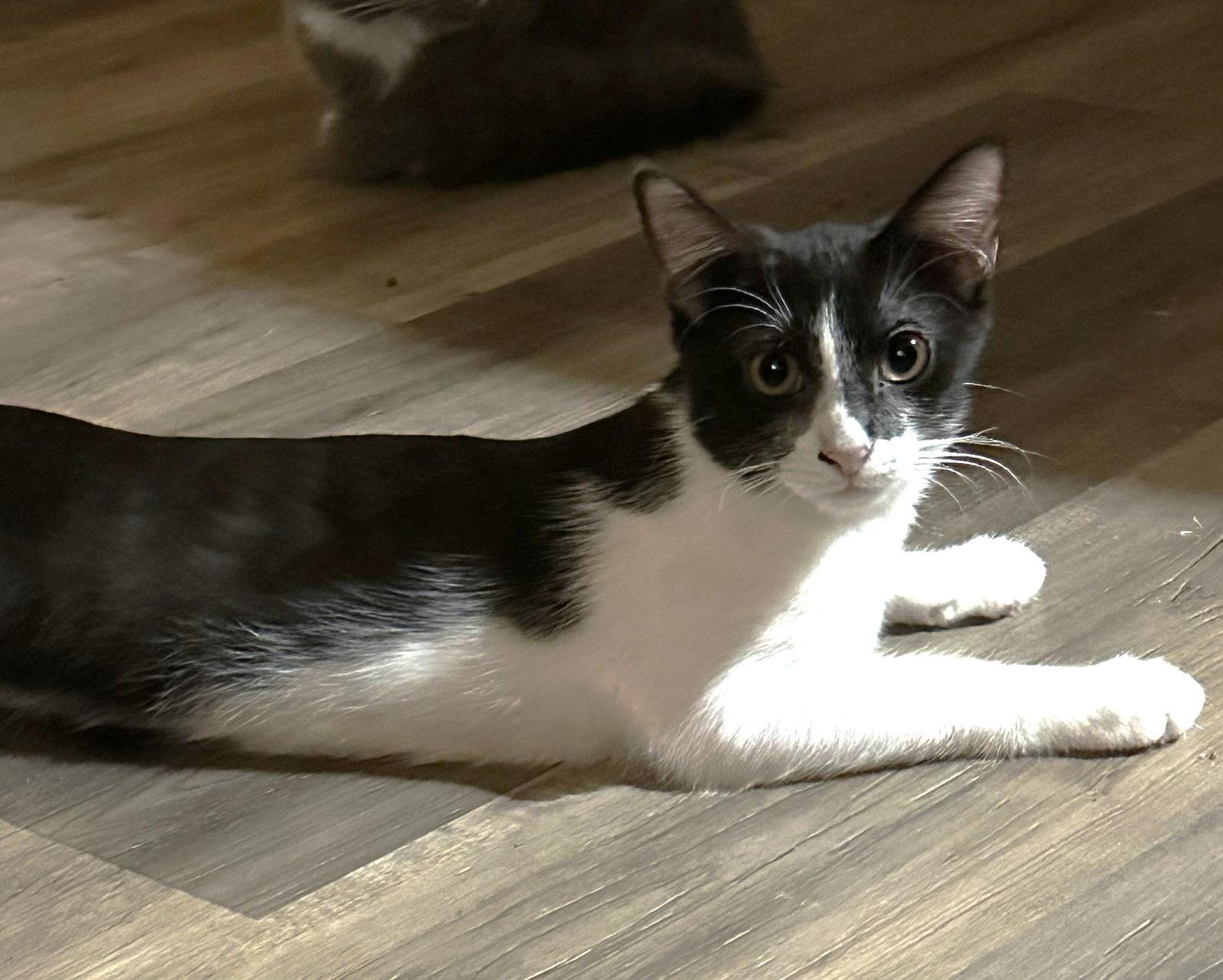 Enlarge Alf, a Adoptable Domestic Short Hair in Plano, TX image 2/3