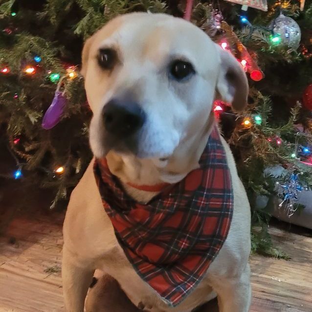 Charlie, a Adoptable mixed breed in Chiefland, FL image 3/6