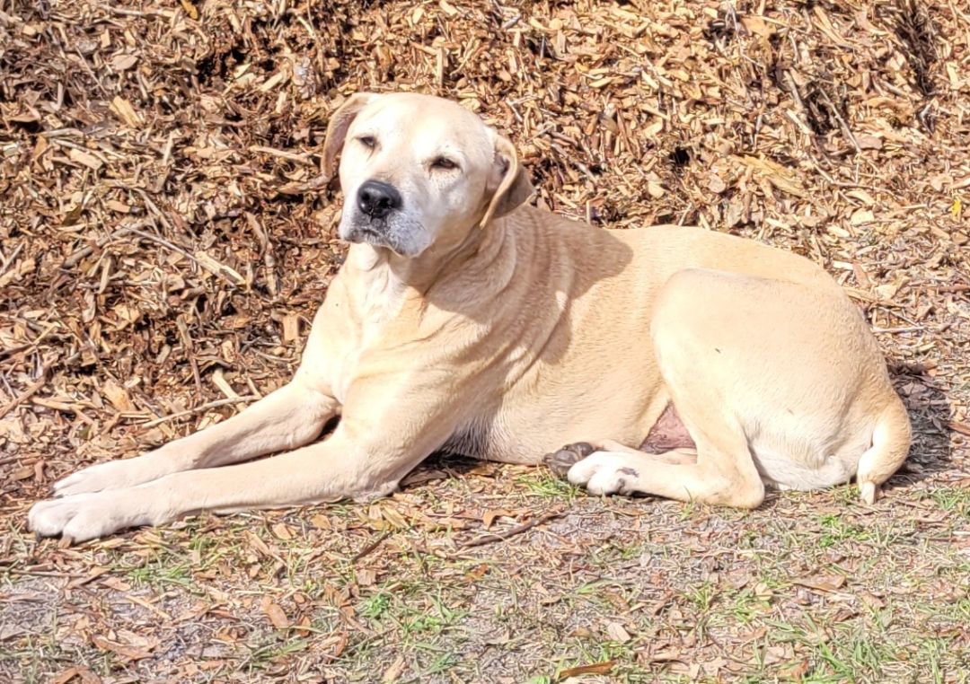 Charlie, a Adoptable mixed breed in Chiefland, FL image 2/6