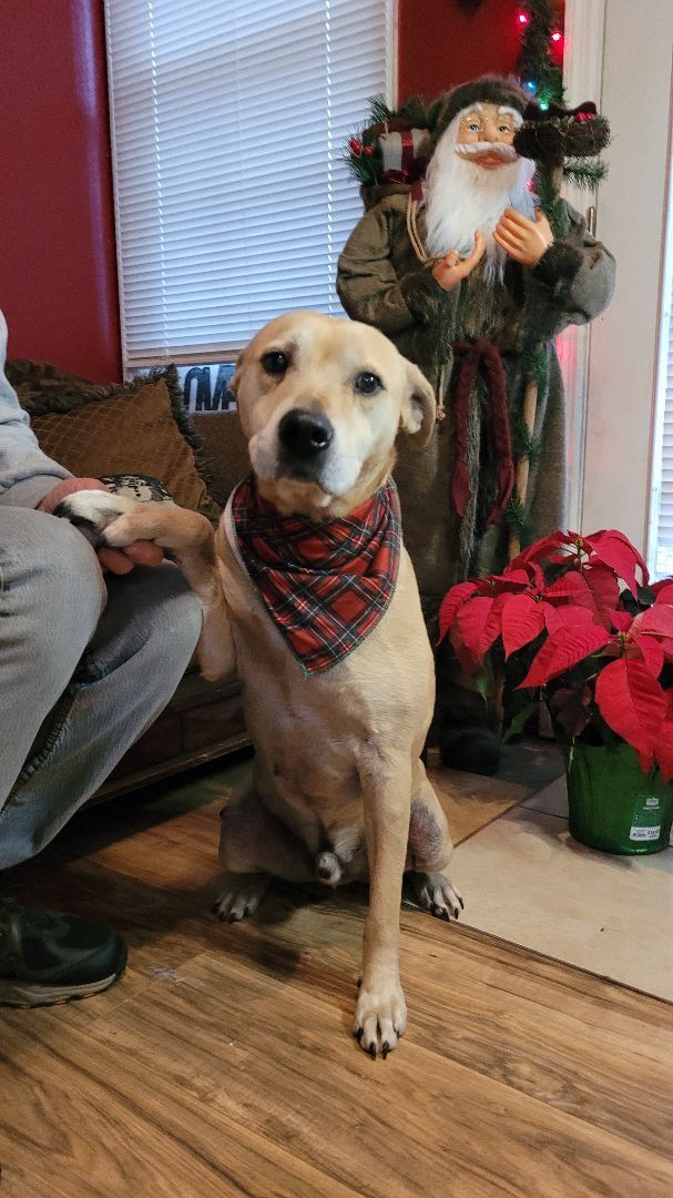 Charlie, a Adoptable mixed breed in Chiefland, FL image 5/6