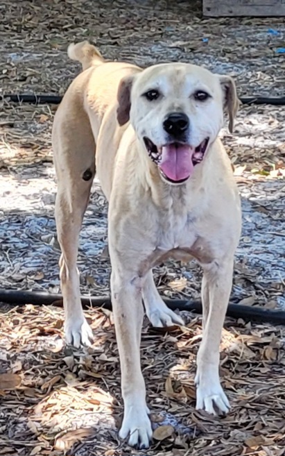 Charlie, a Adoptable mixed breed in Chiefland, FL image 1/6
