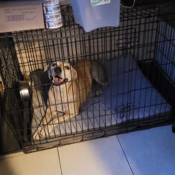 Charlie, a Adoptable mixed breed in Chiefland, FL image 6/6