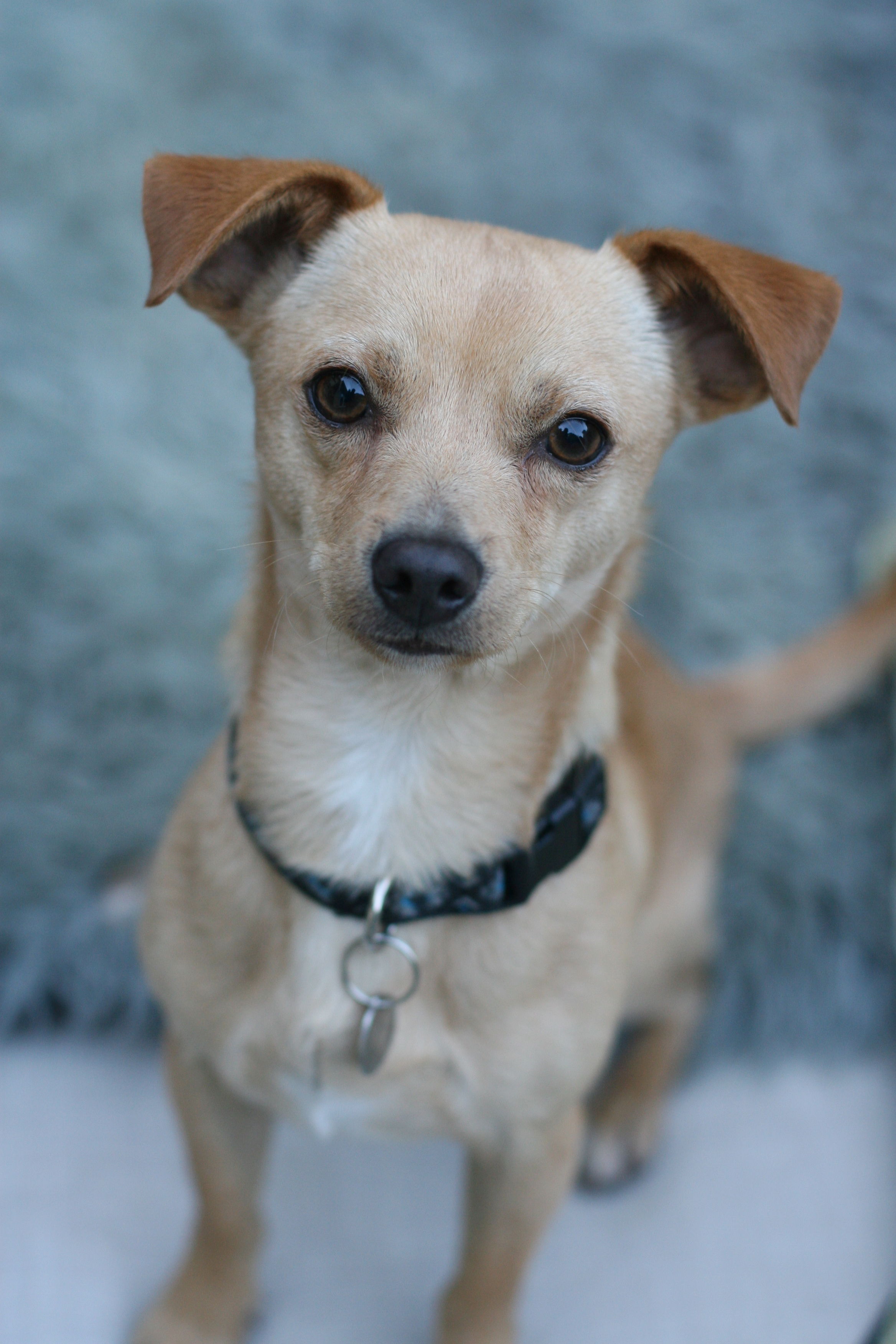 BEAN, Adoptable, Young Male Chiweenie.