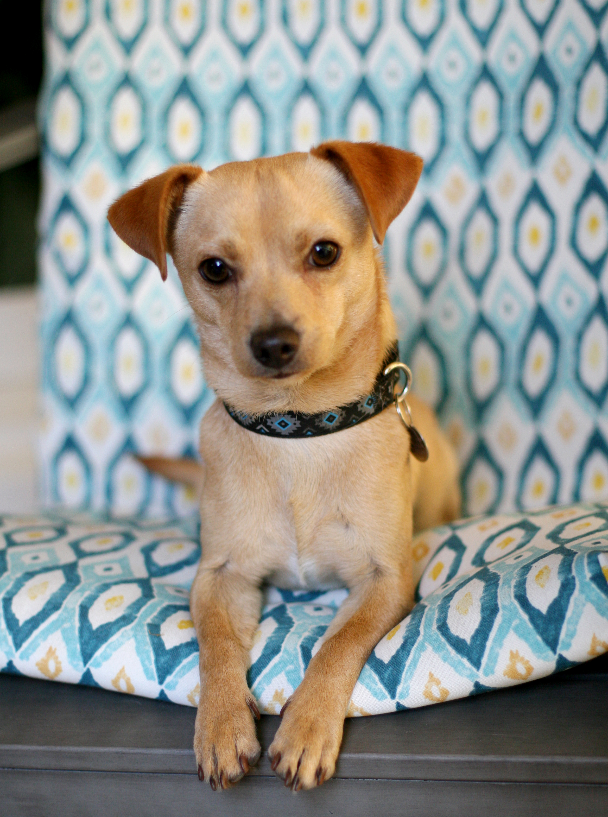 BEAN, a Adoptable mixed breed in Toluca Lake, CA image 2/8