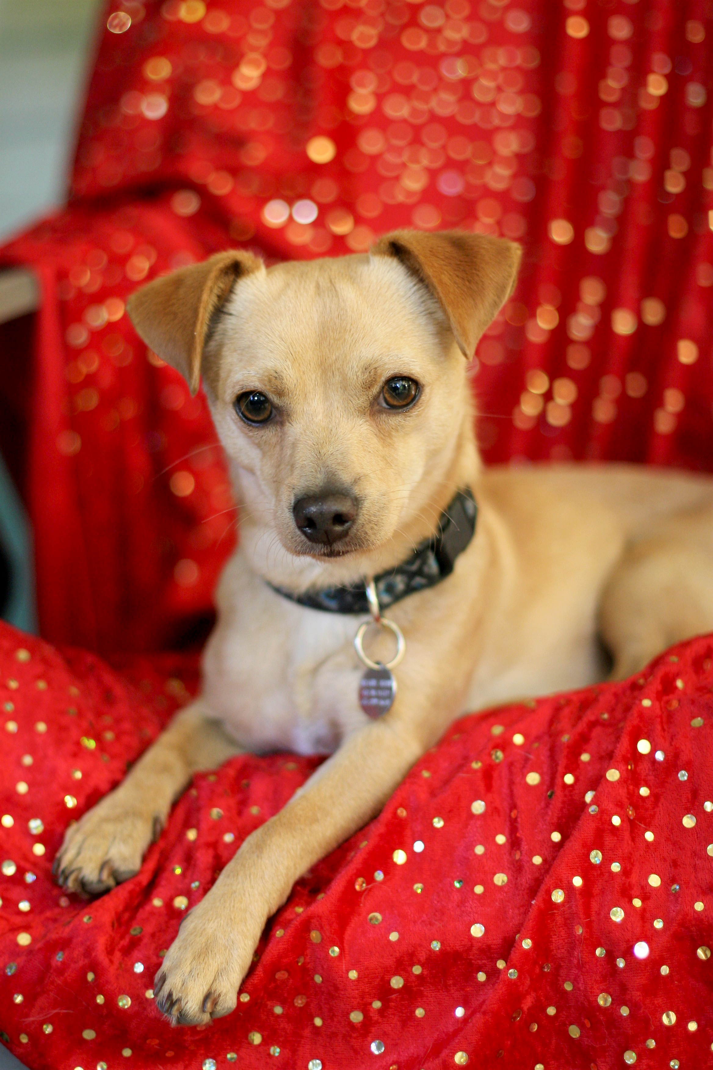 BEAN, a Adoptable mixed breed in Toluca Lake, CA image 3/8