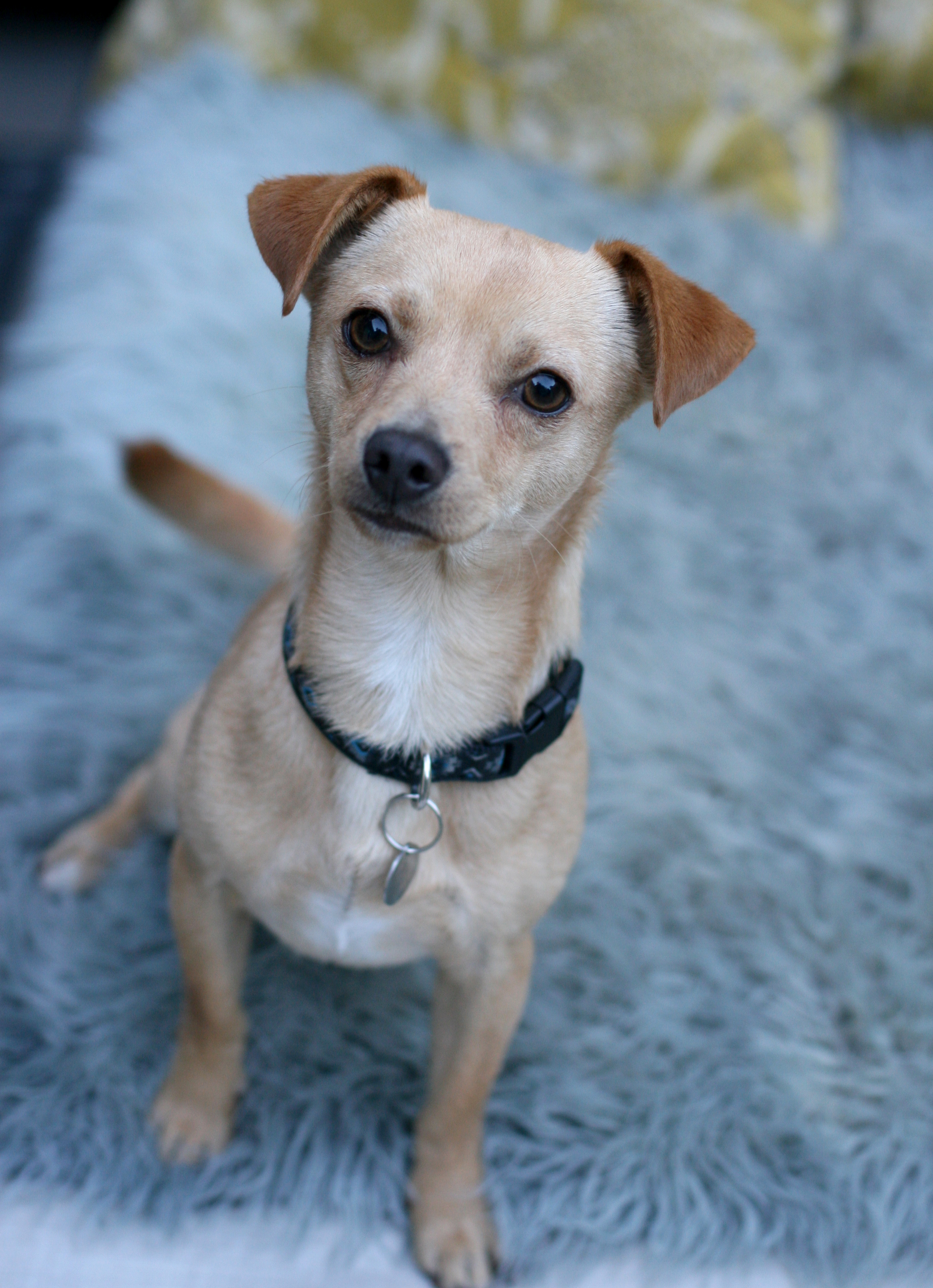 BEAN, a Adoptable mixed breed in Toluca Lake, CA image 4/8