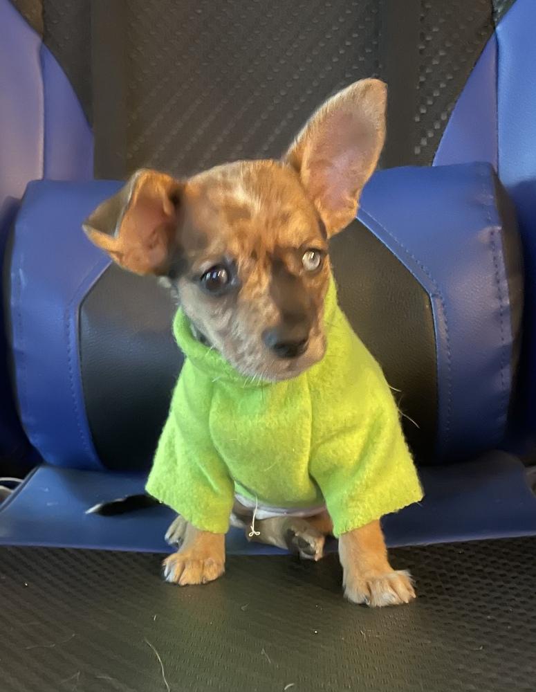 Little foot, Adopted, Puppy Female Chihuahua & Dachshund.