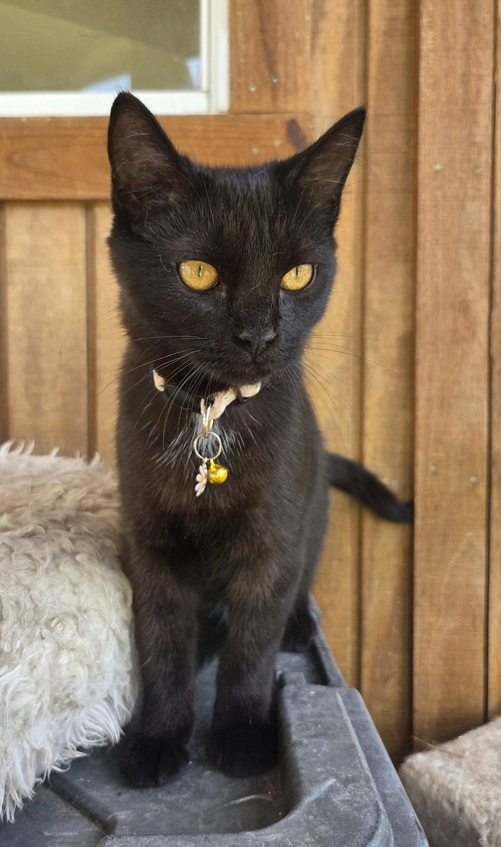 Enlarge North, a Adoptable mixed breed in Attalla, AL image 1/3