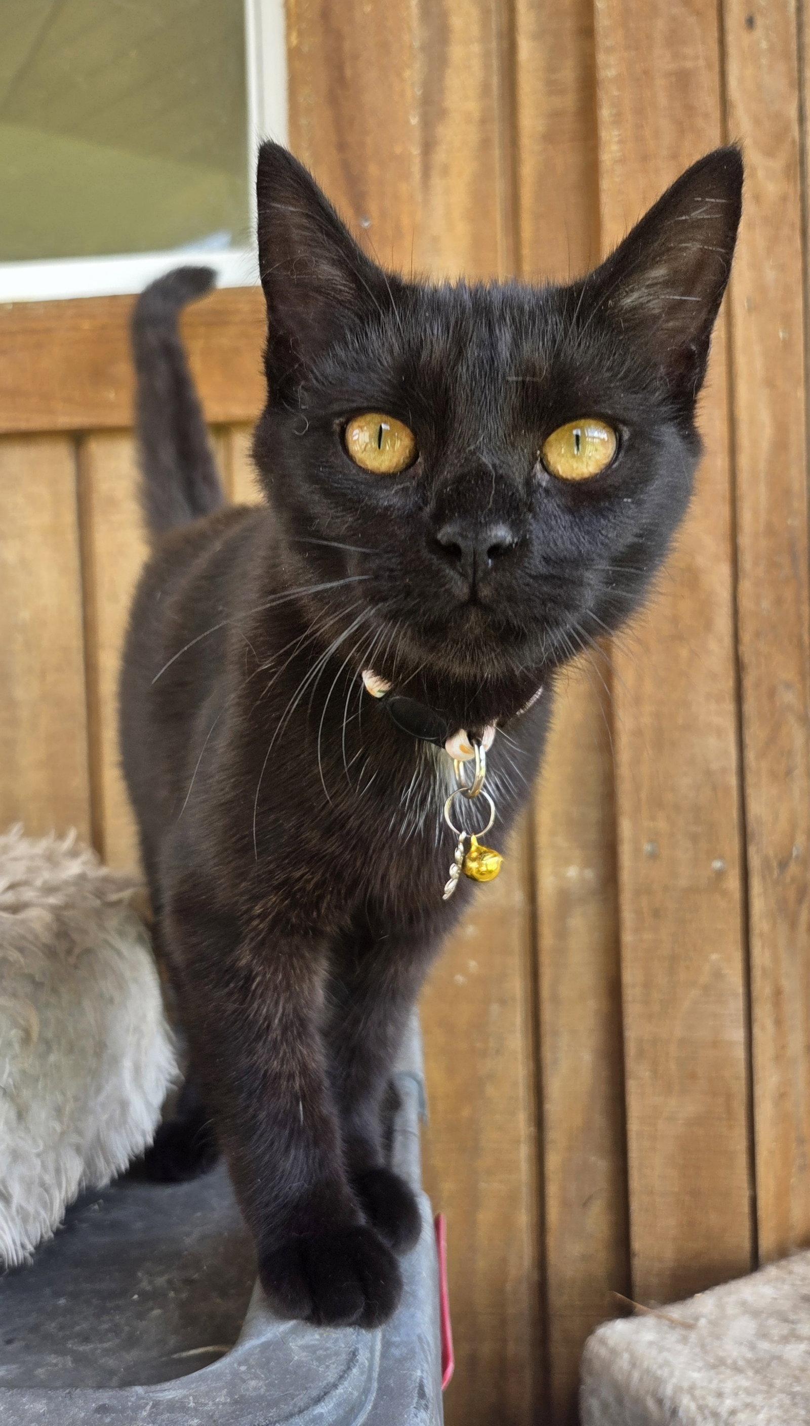 Enlarge North, a Adoptable mixed breed in Attalla, AL image 2/3