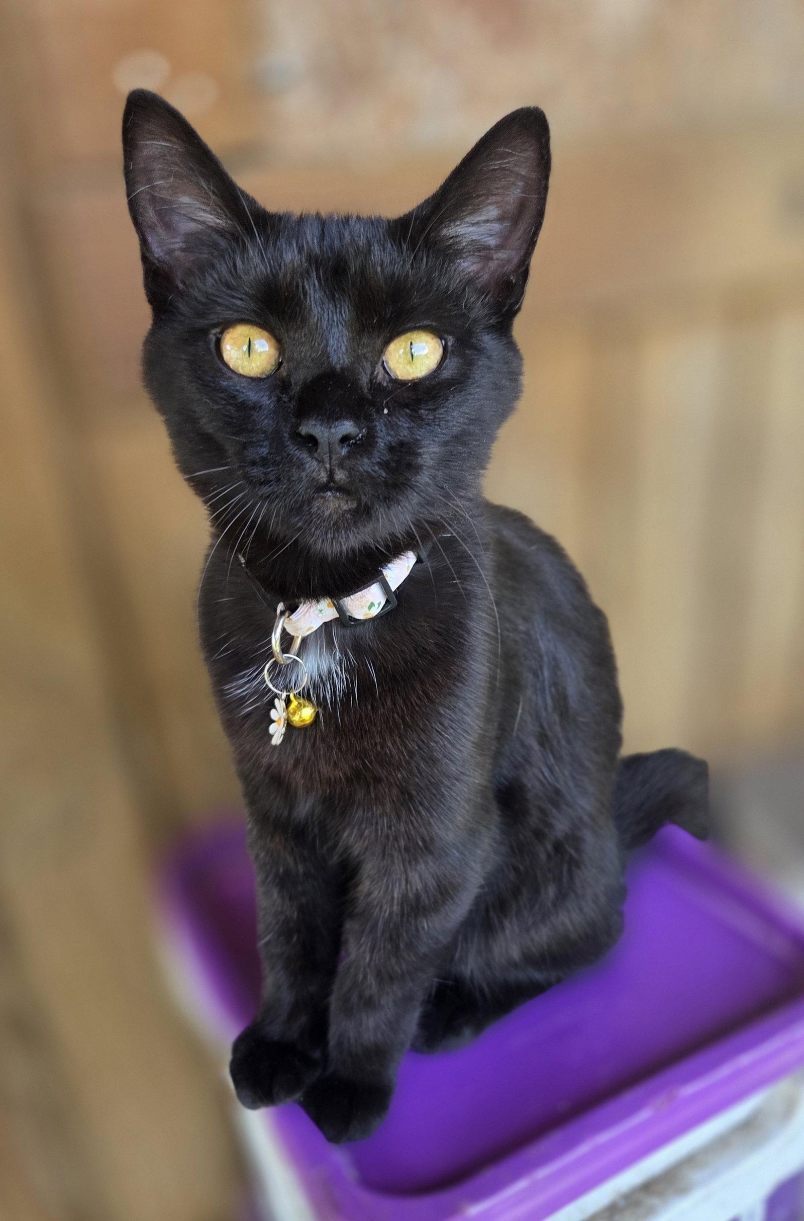Enlarge North, a Adoptable mixed breed in Attalla, AL image 3/3