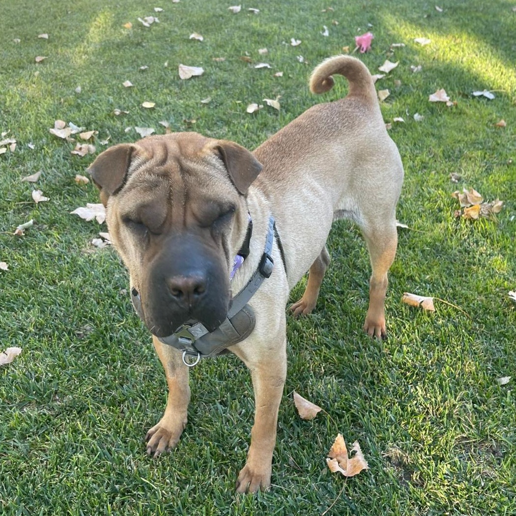 REGAL, an adoptable Shar-Pei in Ammon, ID, 83406 | Photo Image 1