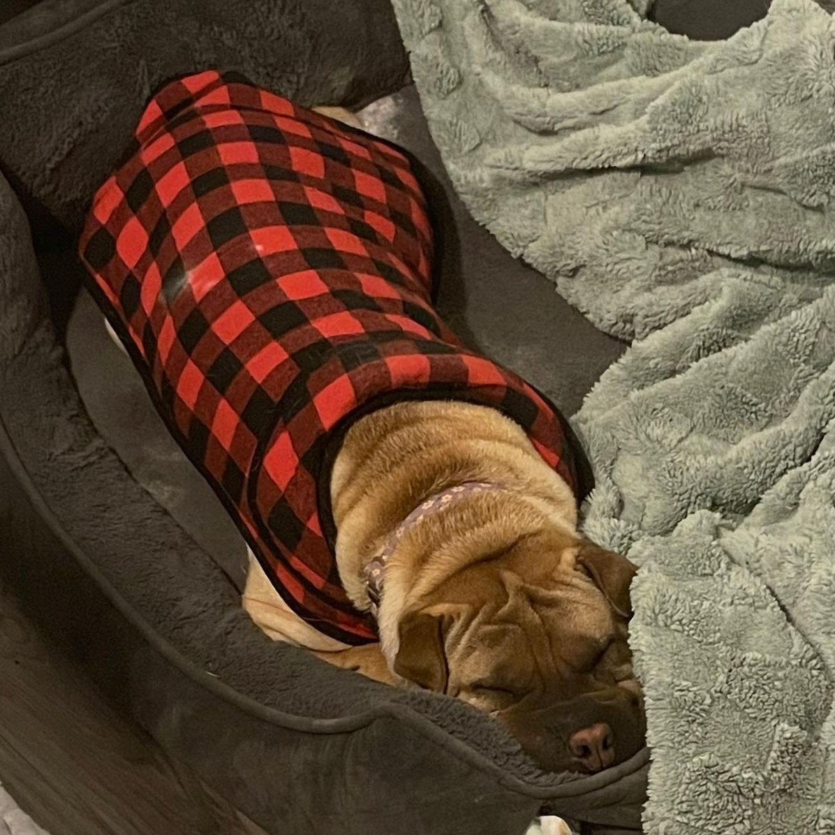 REGAL, an adoptable Shar-Pei in Ammon, ID, 83406 | Photo Image 3