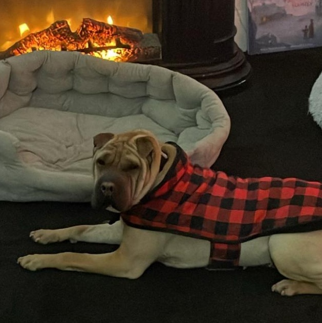 REGAL, an adoptable Shar-Pei in Ammon, ID, 83406 | Photo Image 2