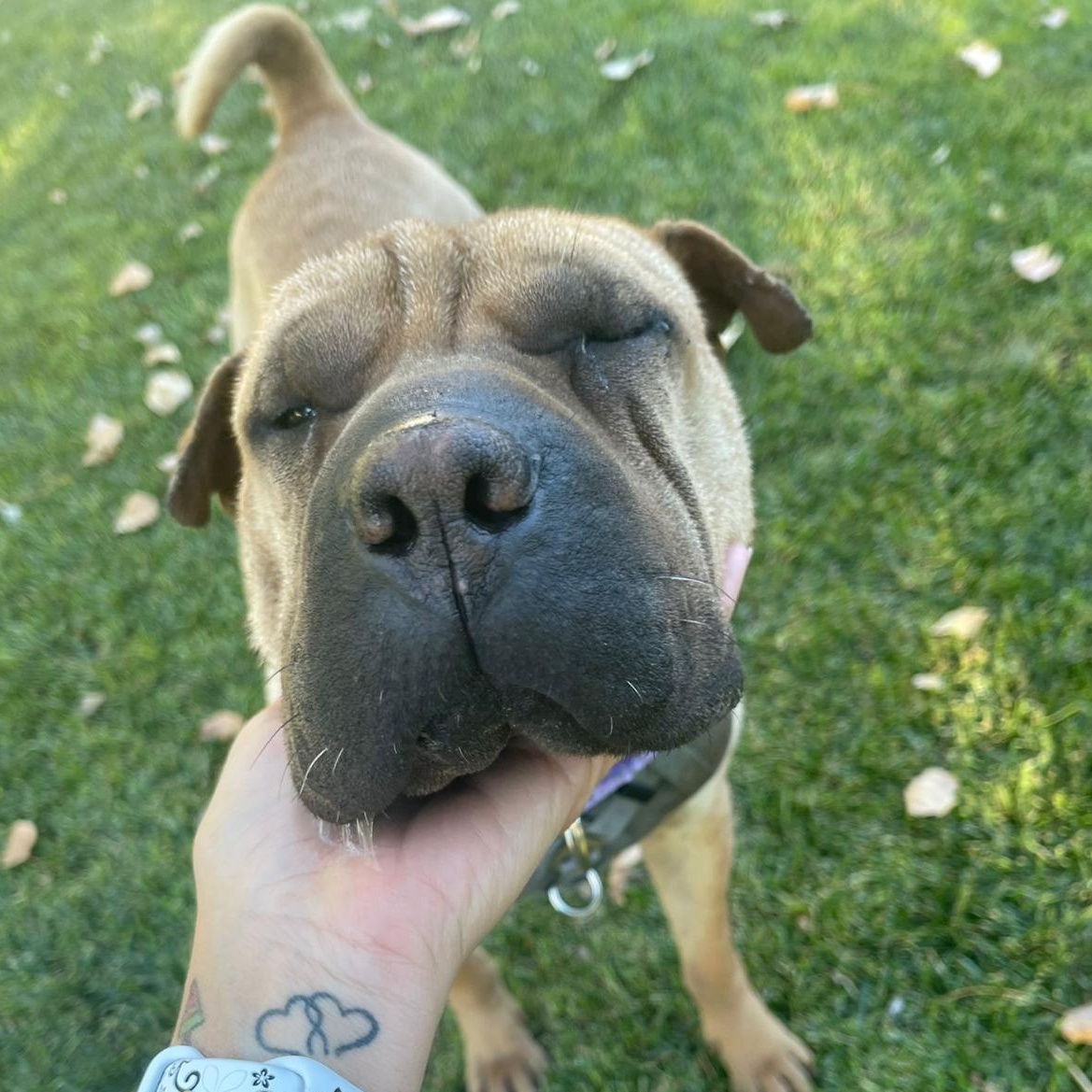 REGAL, an adoptable Shar-Pei in Ammon, ID, 83406 | Photo Image 4