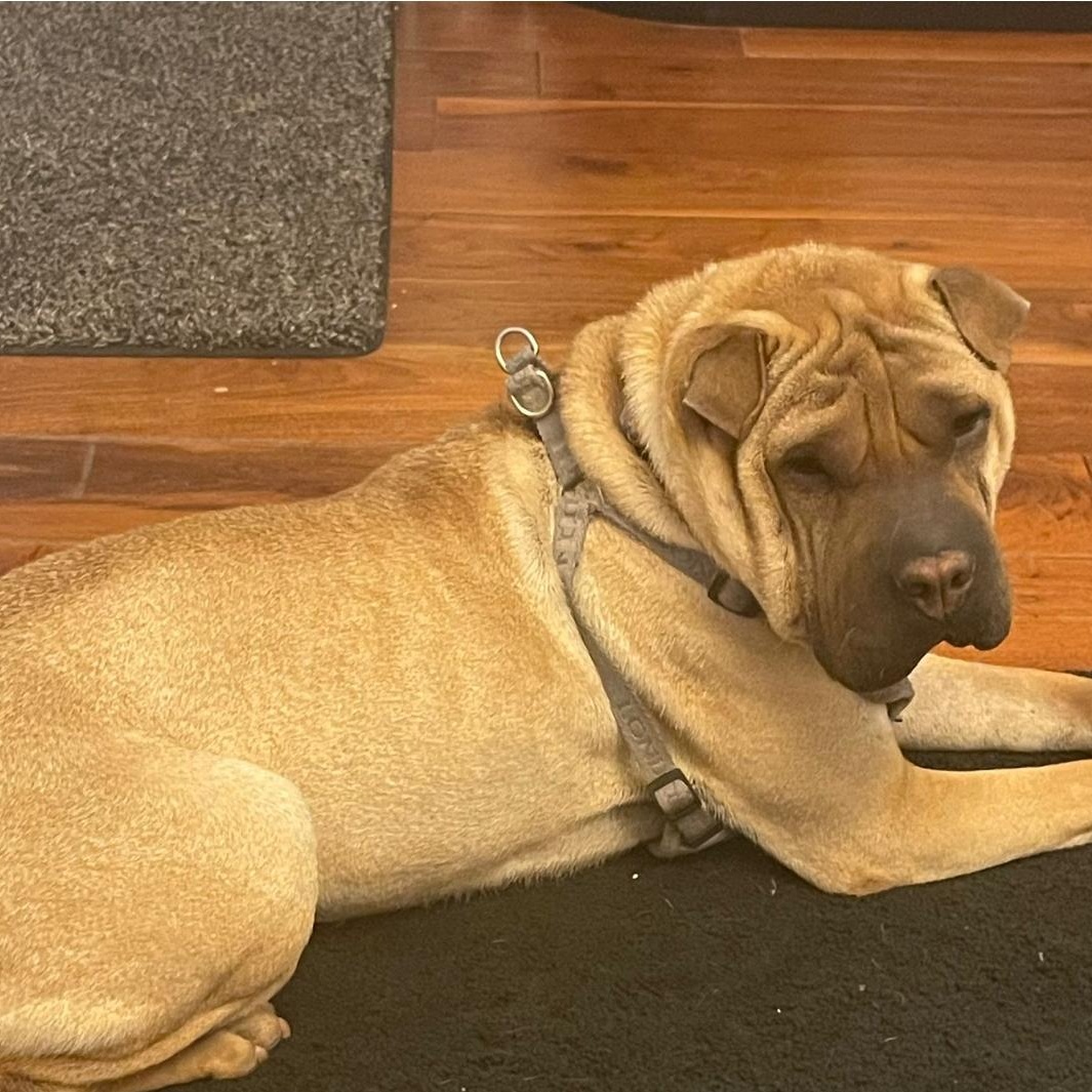 REGAL, an adoptable Shar-Pei in Ammon, ID, 83406 | Photo Image 5