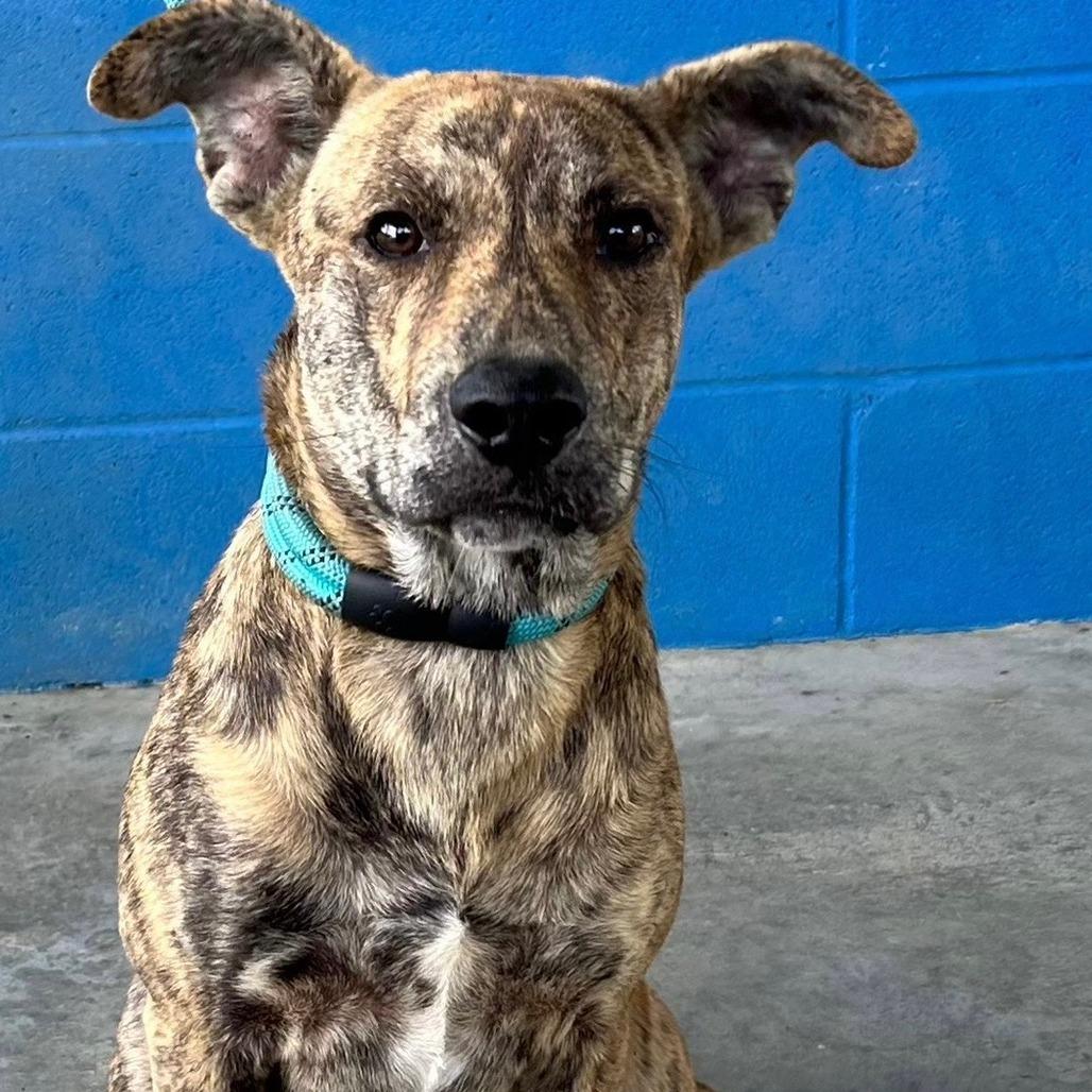 Beanie, Adoptable, Young Male Plott Hound.