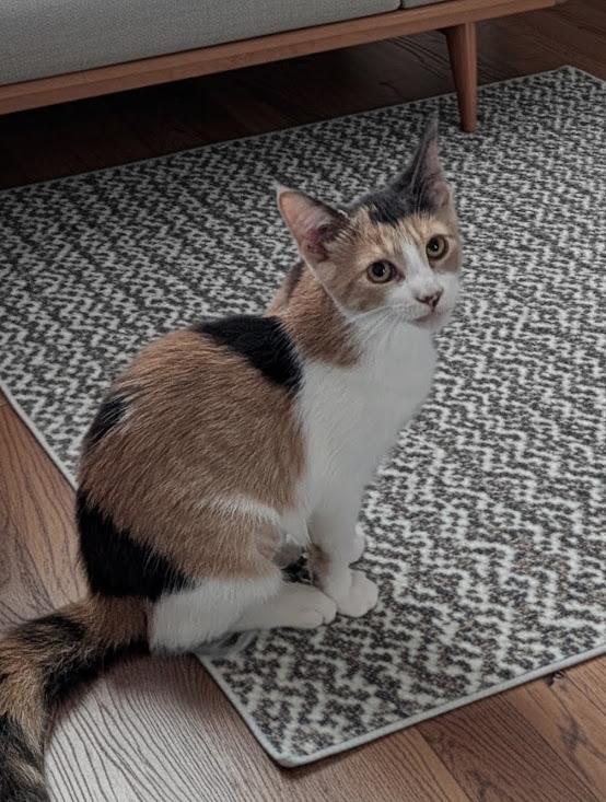 Ella, Adoptable, Kitten Female Calico & Domestic Short Hair.