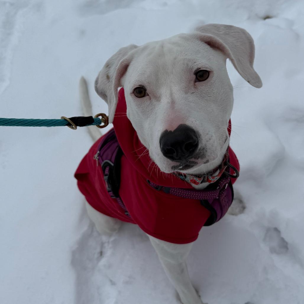 Funyun $450, Adoptable, Young Female Labrador Retriever & Pit Bull Terrier.