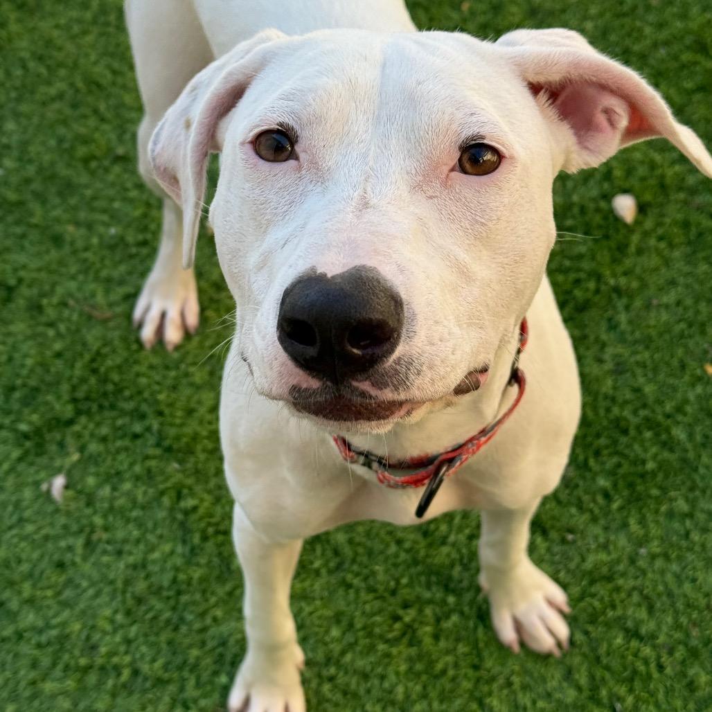 Funyun $450, a Adoptable mixed breed in Milwaukee, WI image 2/6