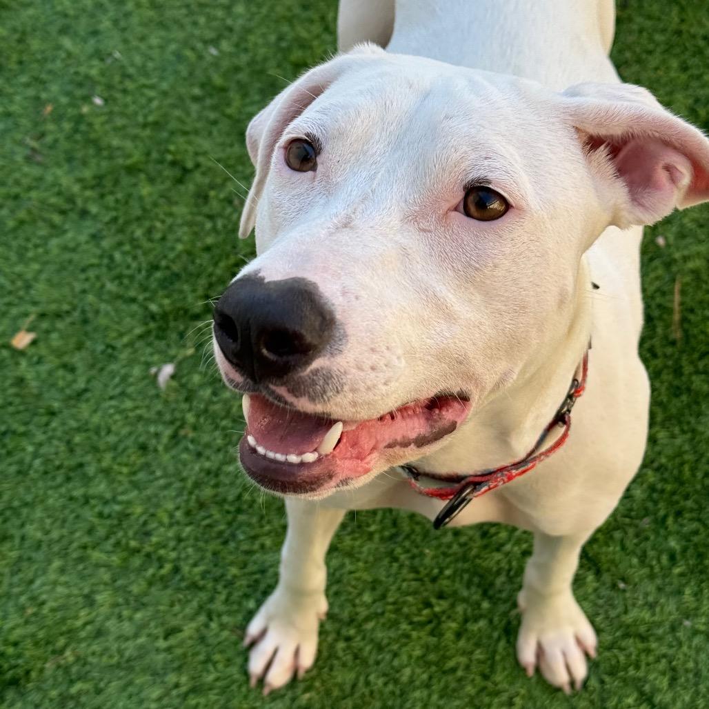 Funyun $450, a Adoptable mixed breed in Milwaukee, WI image 3/6