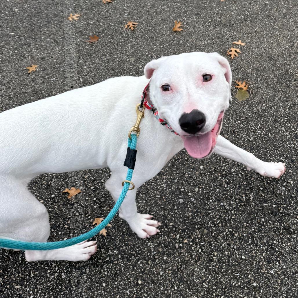 Funyun $450, a Adoptable mixed breed in Milwaukee, WI image 4/6