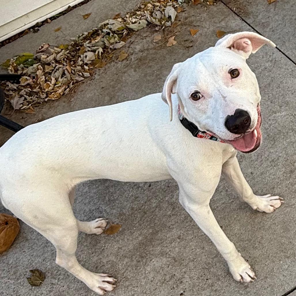 Funyun $450, a Adoptable mixed breed in Milwaukee, WI image 5/6