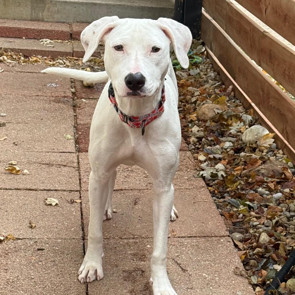 Funyun $450, a Adoptable mixed breed in Milwaukee, WI image 6/6